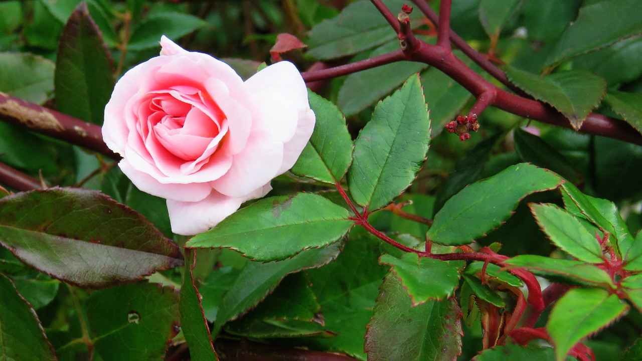 2017-12-24 12-13-33_0077.jpg