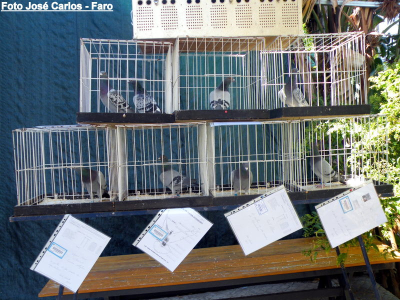 Prémios SC Faro 2016 002.JPG