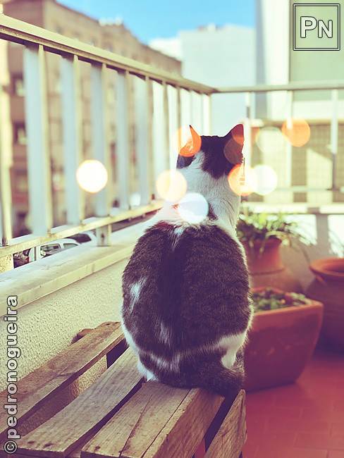 Jan_2019_056b 650px.jpg