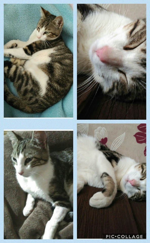 Collage 2017-05-07 09_29_36.jpg