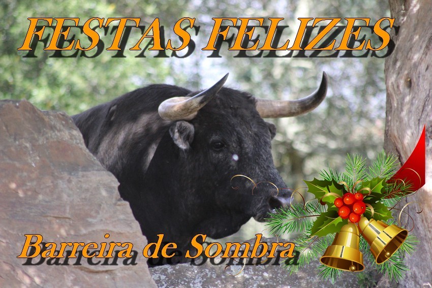 festas felizes 1.JPG