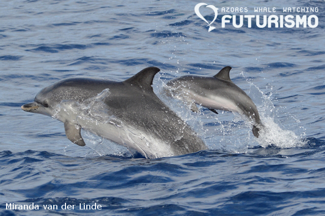 DSC_0095 - Cópia.png DSC_0095 - Cópia.png