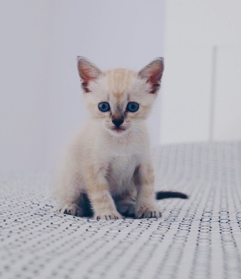 IJNV8148.jpg IJNV8148.jpg