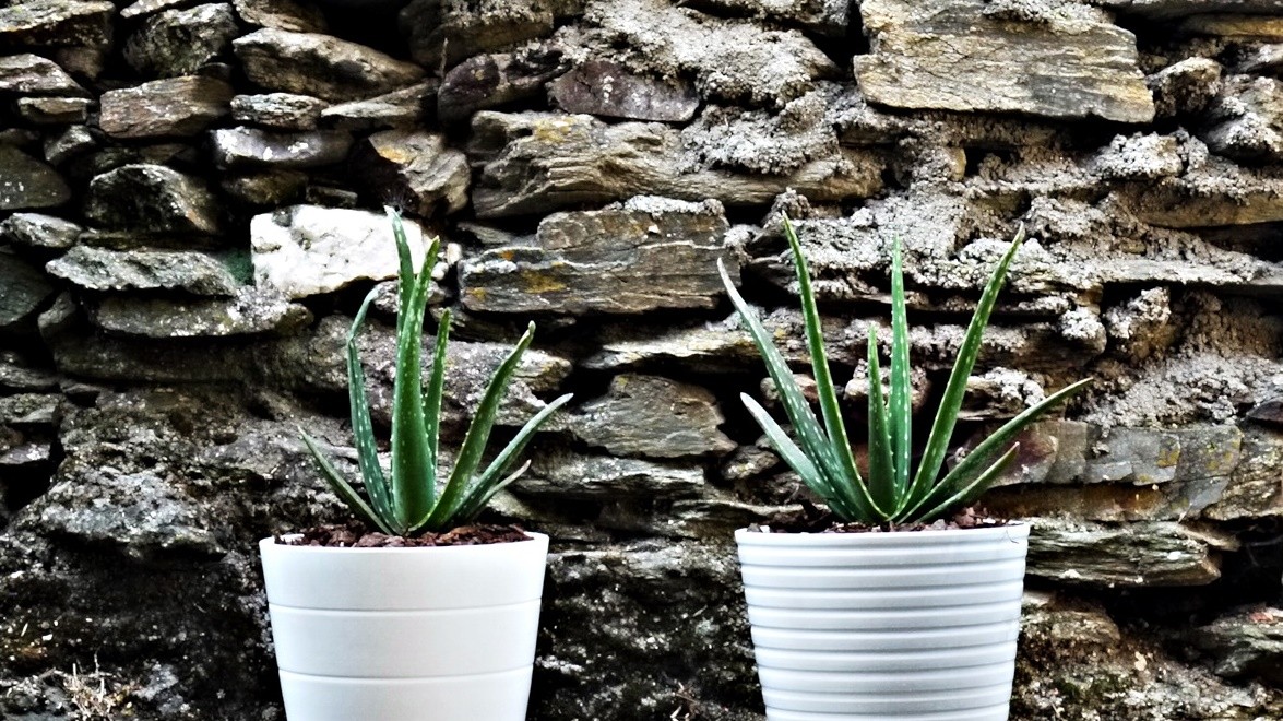 benefícios do aloe vera.JPG benefícios do aloe vera.JPG