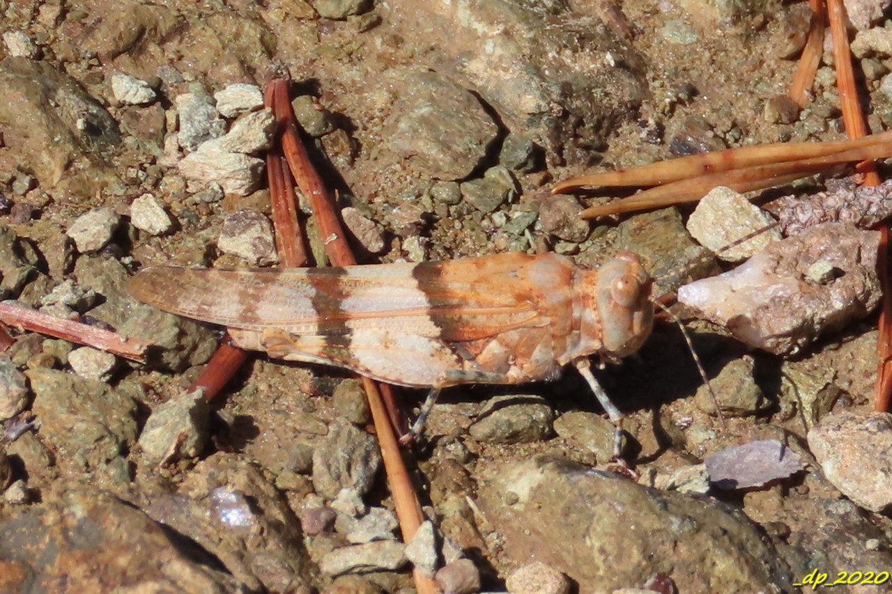 IMG_0213.JPG IMG_0213.JPG