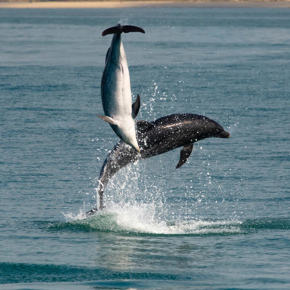 golfinhos do sado.jpg