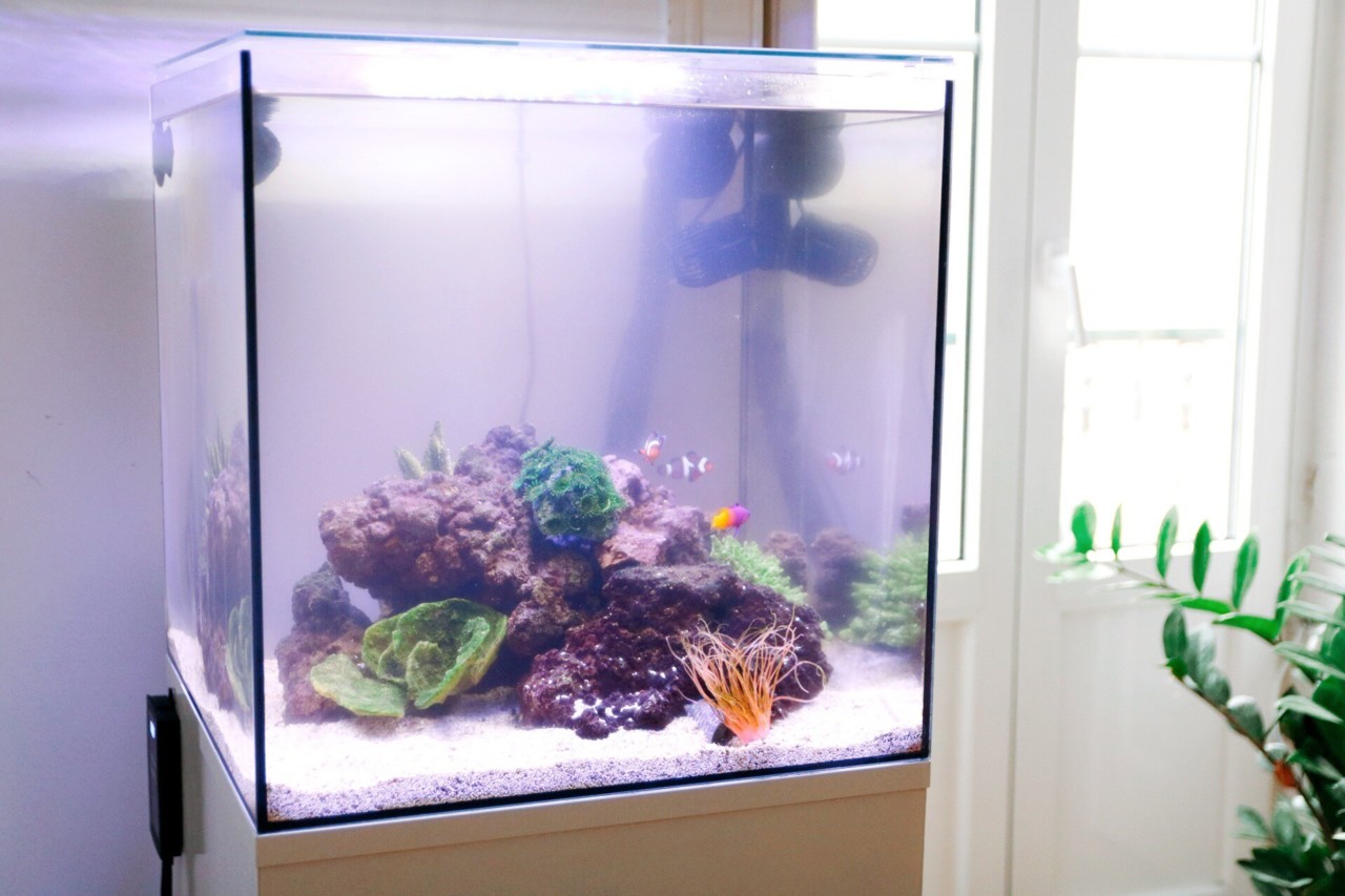 ter um peixe como animal de estimação