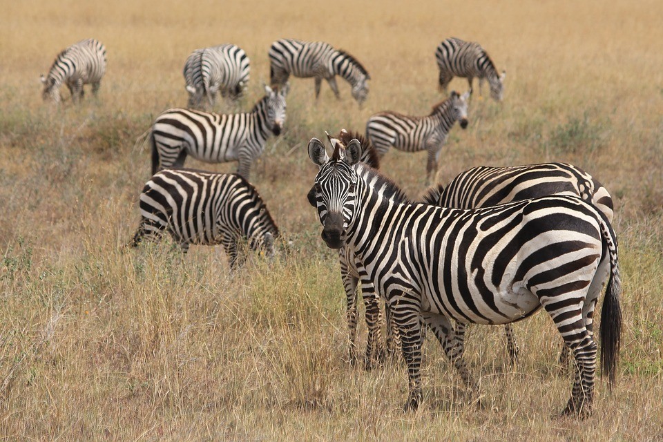 zebras4.jpg zebras4.jpg