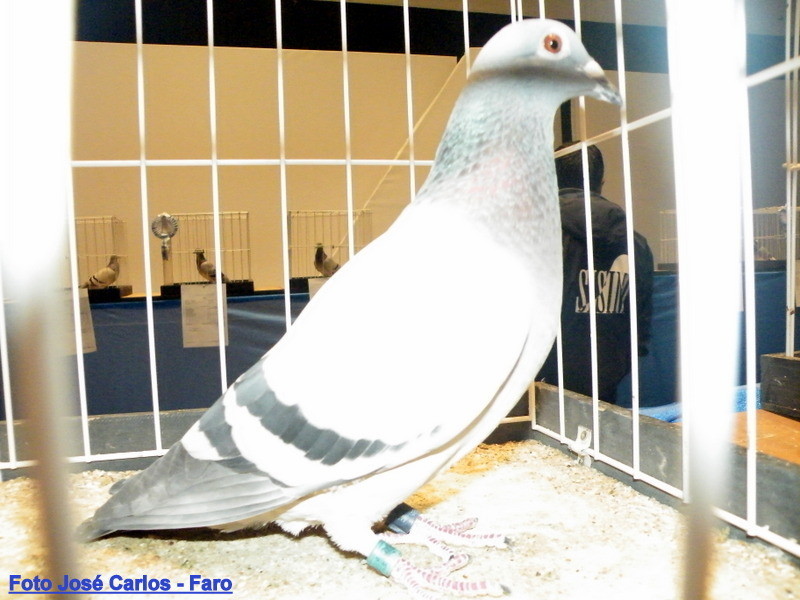 Feira Ibérica Beja 2018 051.JPG Feira Ibérica Beja 2018 051.JPG