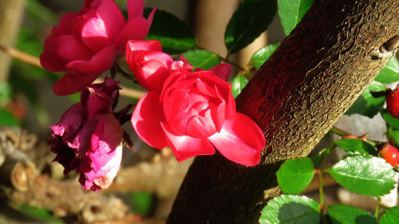 2017-12-25 16-25-53_0411.jpg