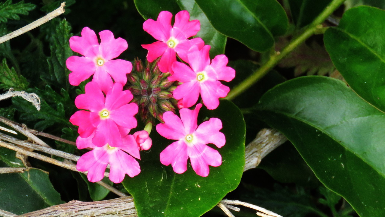 2017-12-25 16-27-29_0417.jpg