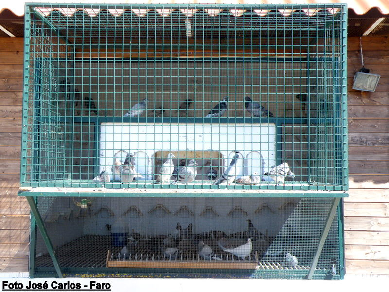 Derby Faro 2017 005.jpg