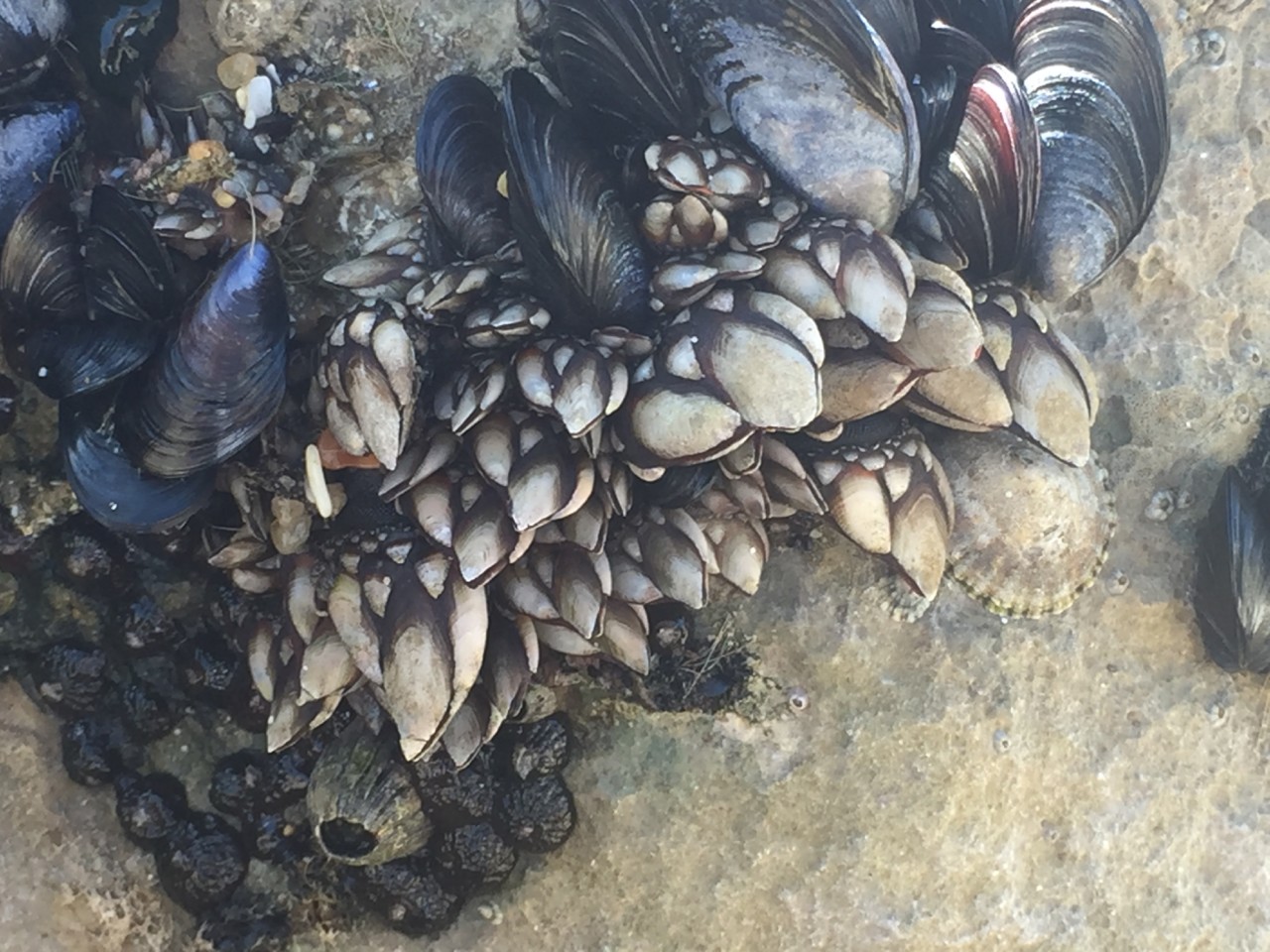 1-percebes.JPG 1-percebes.JPG