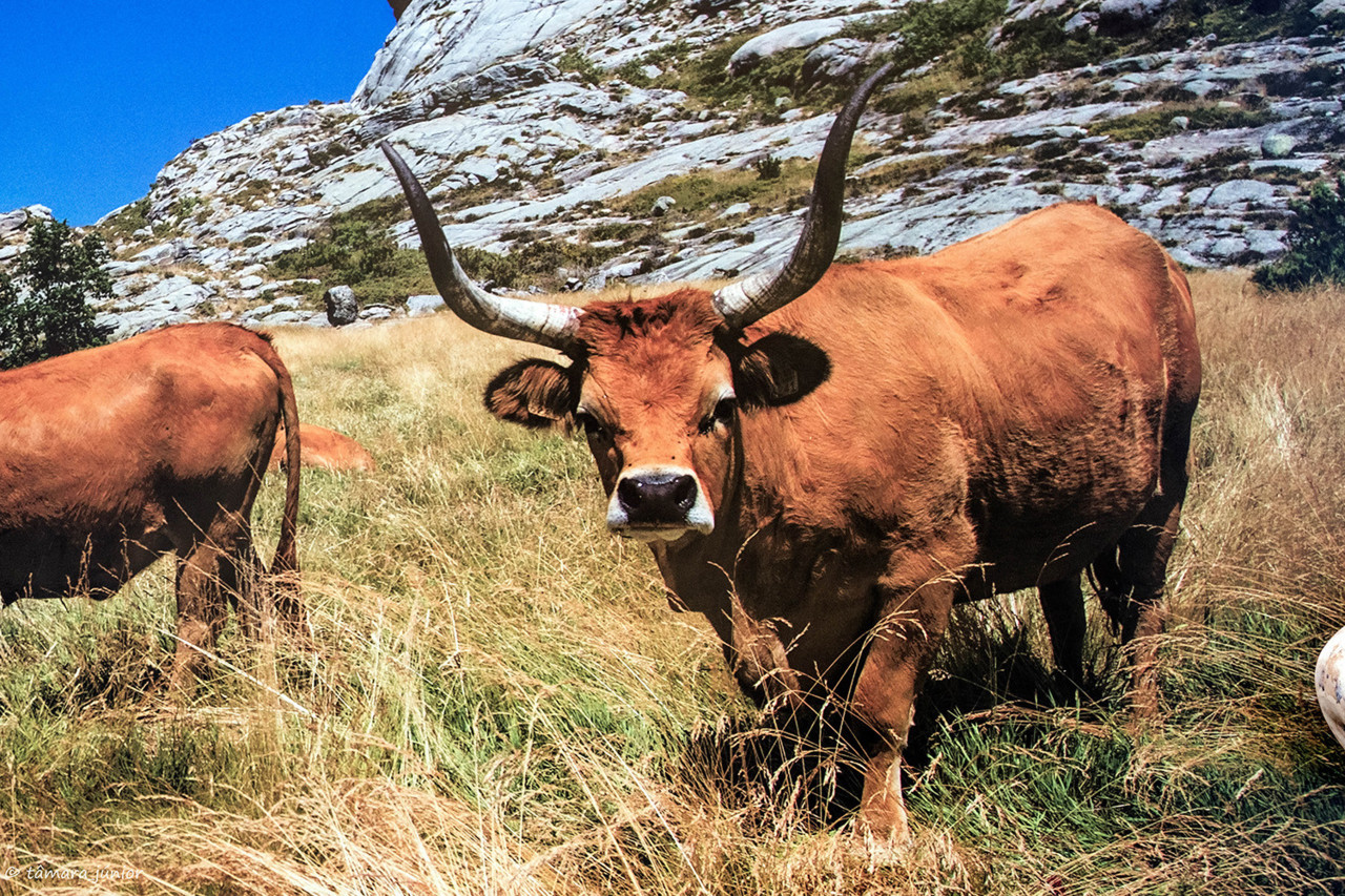 2017.- Montalegre (209).jpg