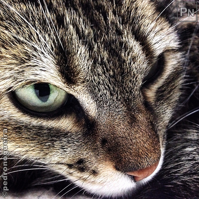 Jan_2018_017a 650px.jpg