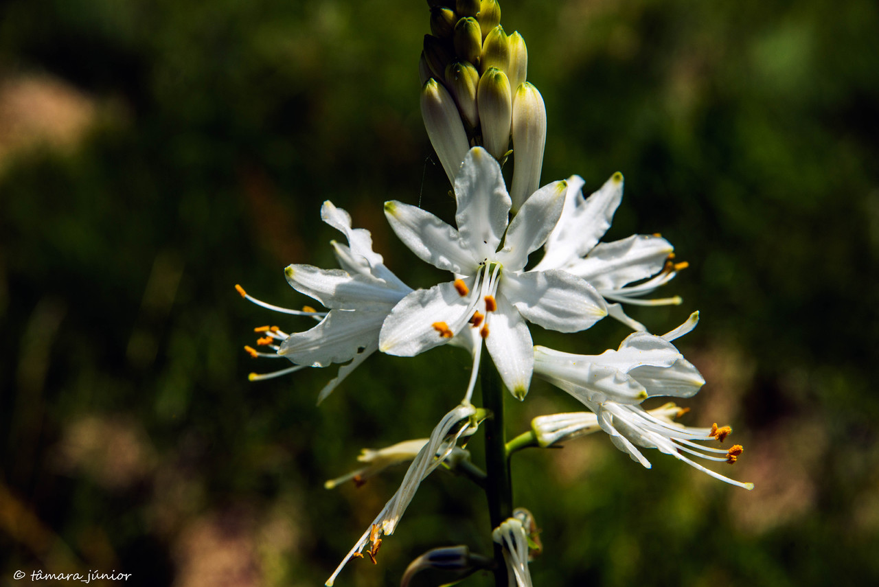 2015 - Cascata de Fírvidas (Montalegre) (137).jpg