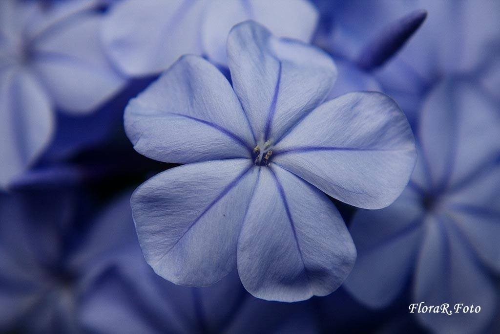 12194557_1085162824827319_4047779911216302638_o.jp