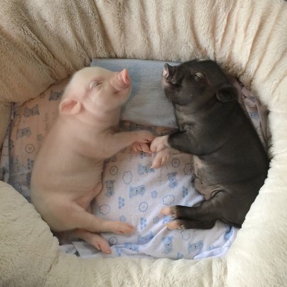 08a65100715c9717fa96c23cdd7839a4.jpg 08a65100715c9717fa96c23cdd7839a4.jpg