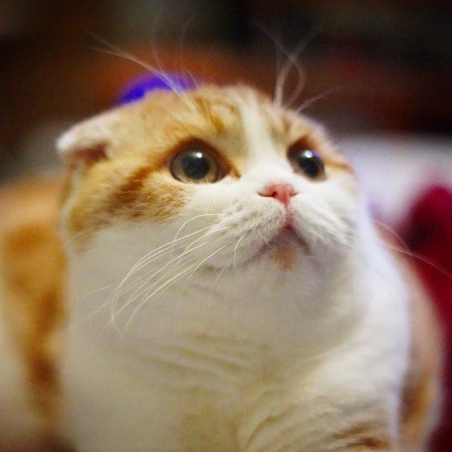 wafflescat.jpg wafflescat.jpg