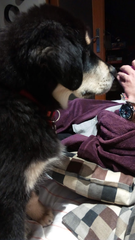 Nao_me_canso_disto_eevee6.jpg Nao_me_canso_disto_eevee6.jpg