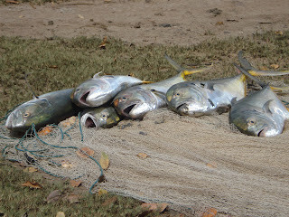 barracuda na guiné-bissau