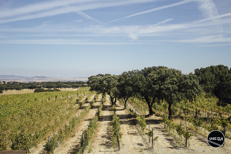 Campo_Maior_Originais-001118.jpg Campo_Maior_Originais-001118.jpg