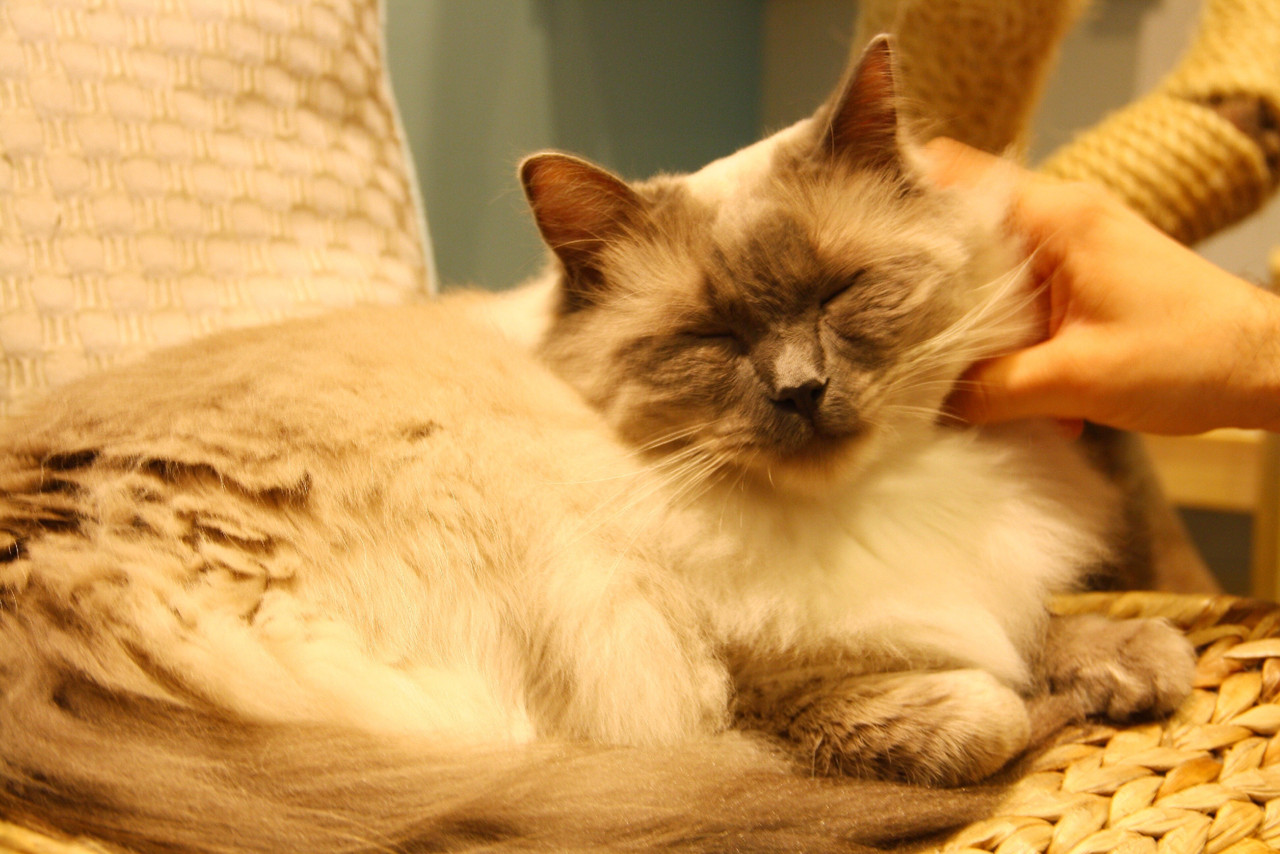 maison-de-moggy.jpg maison-de-moggy.jpg