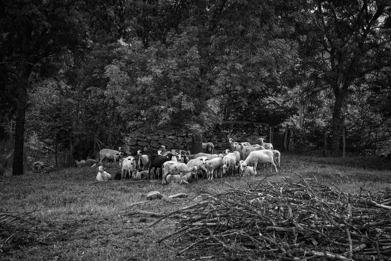 Santo Ovaia, etc 020 - cópia copy.jpg