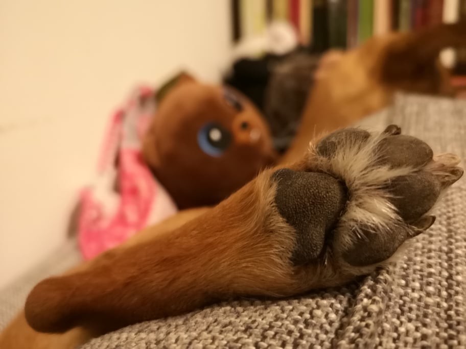 patinhas.jpg patinhas.jpg