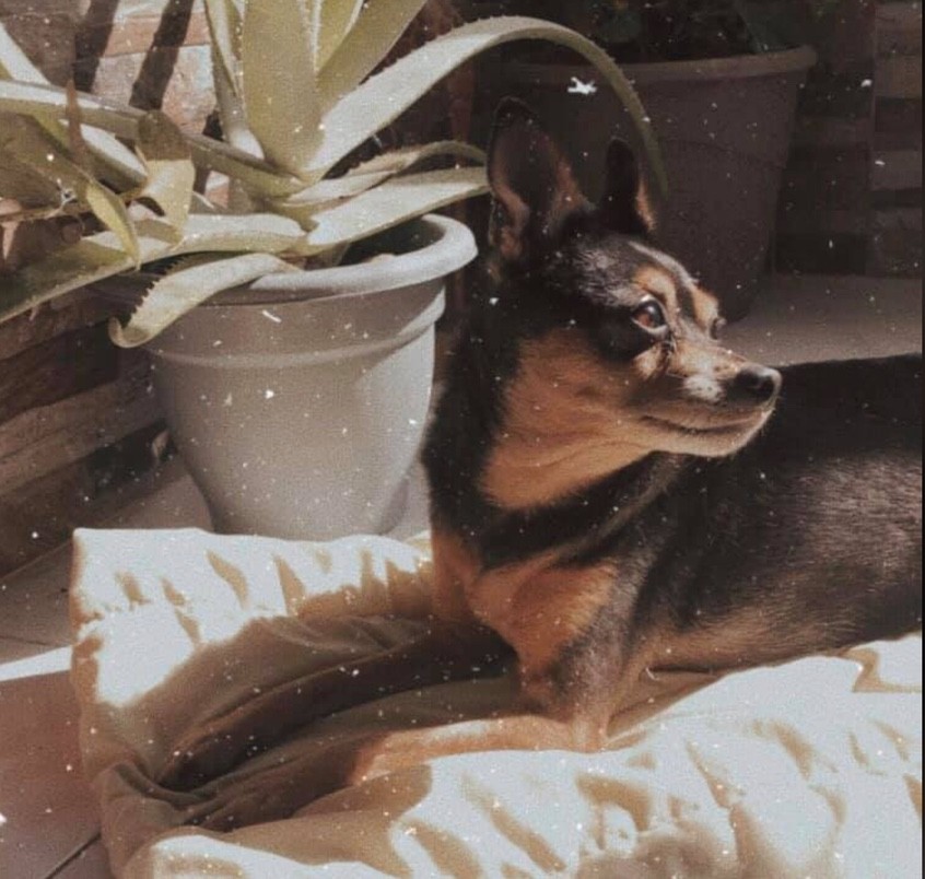 Captura de ecrã 2020-06-26, às 17.56.36.jpg