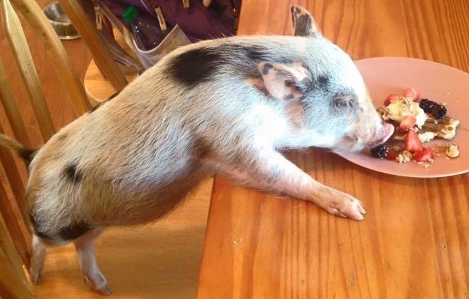 12939197_1248963405118205_732266005_n.jpg 12939197_1248963405118205_732266005_n.jpg