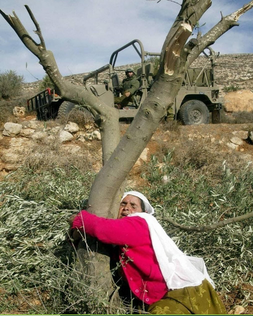 A oliveira palestina.png
