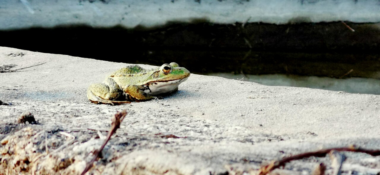 IMG_20230419_192118_o Bicho.jpg