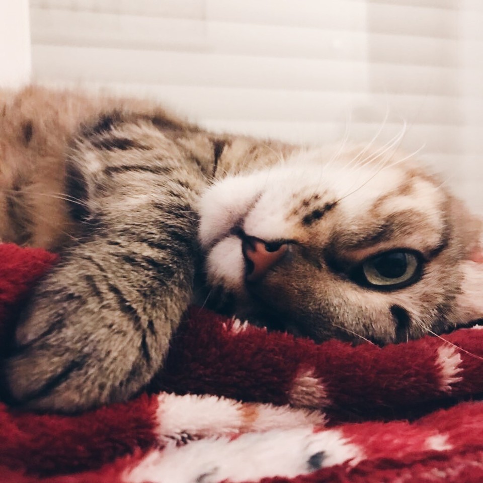 guinness-2.jpg guinness-2.jpg