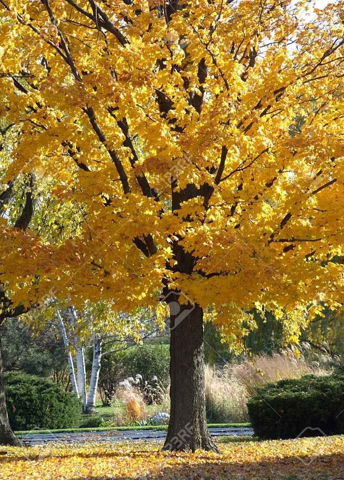 3816434-Stock-Foto-Herbst-Baum-mit-gelben-Bl-ttern