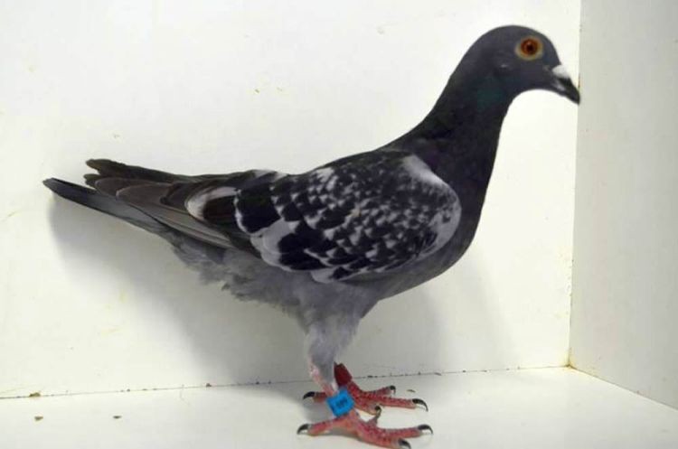 08585-649-16.jpg 08585-649-16.jpg