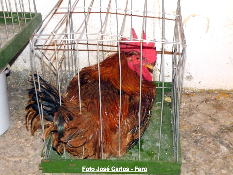 Leilão de Paderne 2016 015.JPG