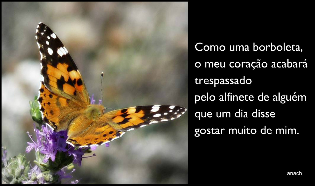 Borboleta.jpg