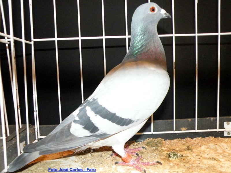 Feira Ibérica Beja 2018 043.JPG Feira Ibérica Beja 2018 043.JPG