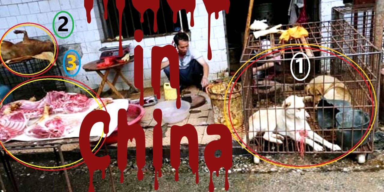 Vão umas costelas de cachorro.jpg