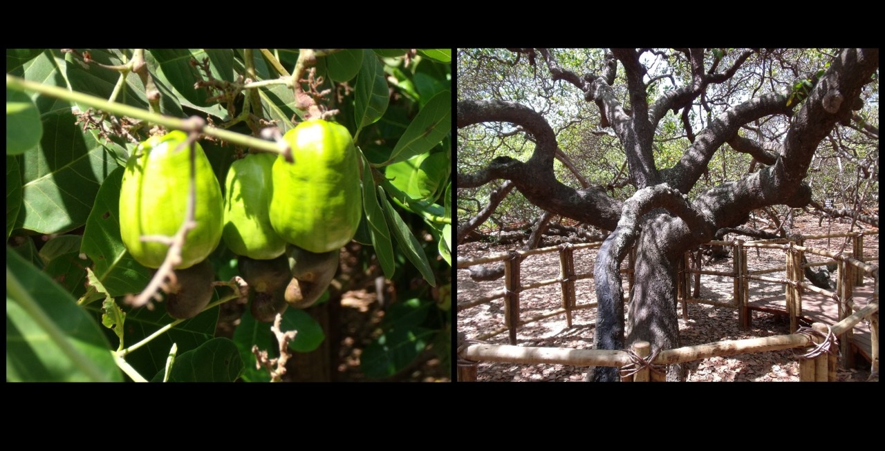 Brasil Nordeste II b.jpg