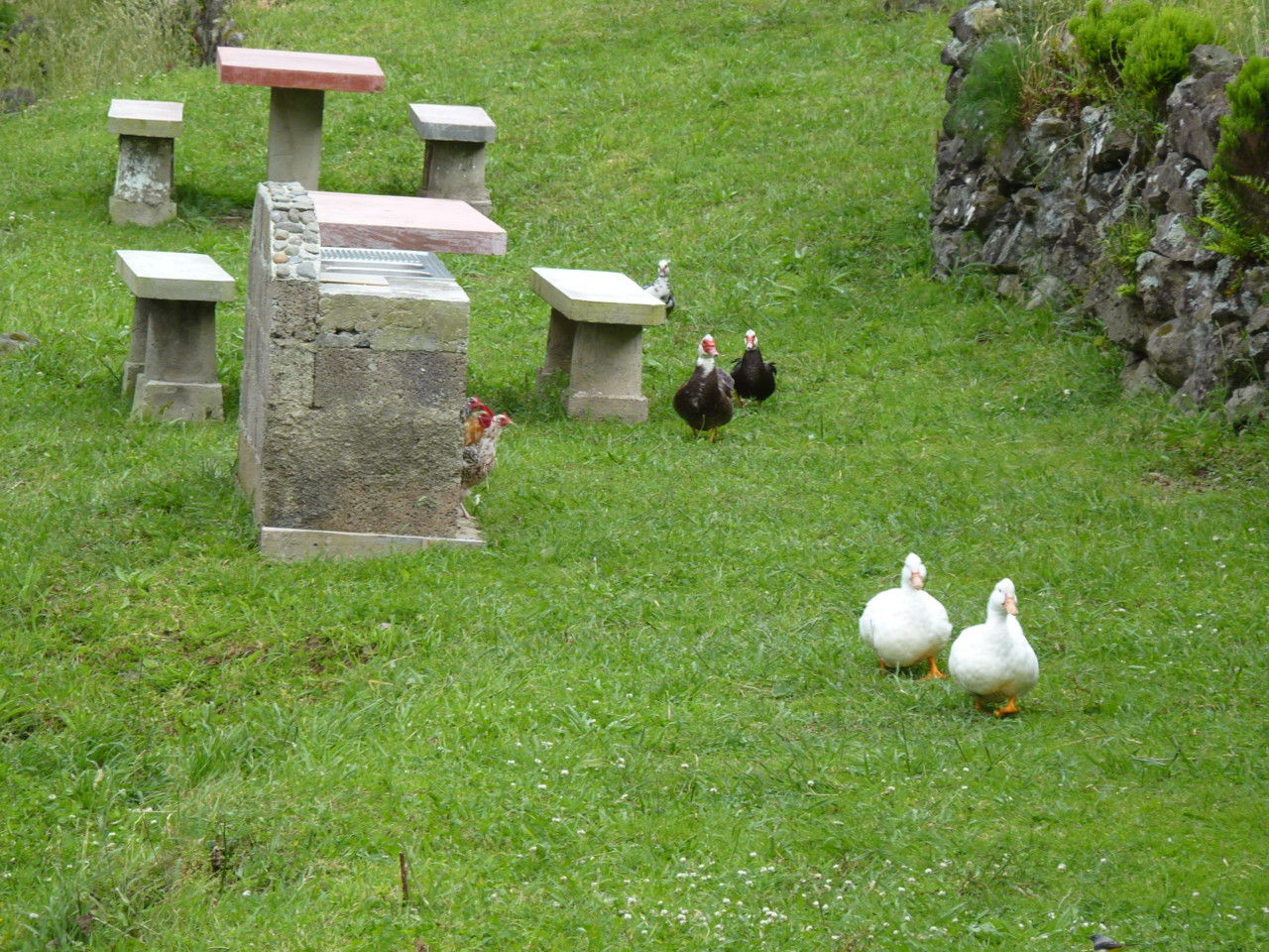 Ribeira do Moinho, Flores (5).JPG