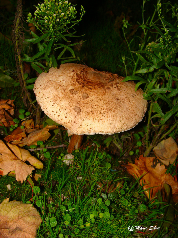 DSC01653ms Nov 09.JPG