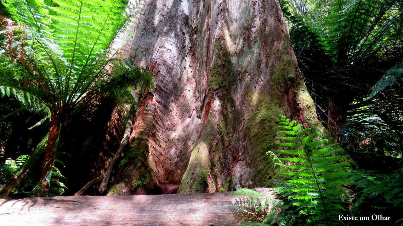 A divina obra da natureza