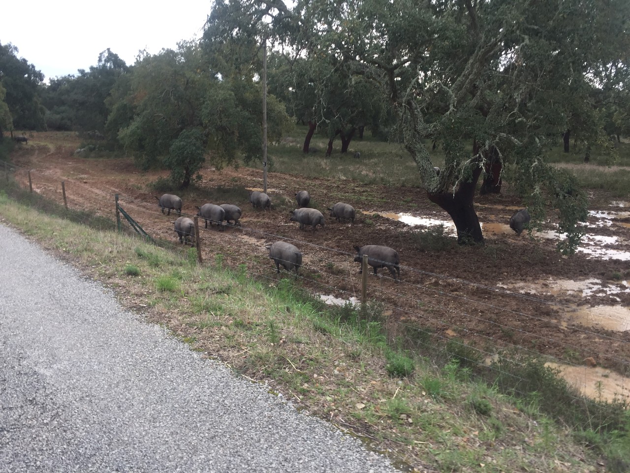 2017-02-15 11.29.12.jpg