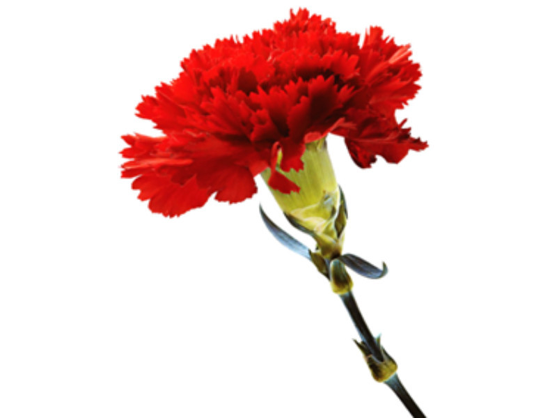 25 de Abril - Alice Alfazema