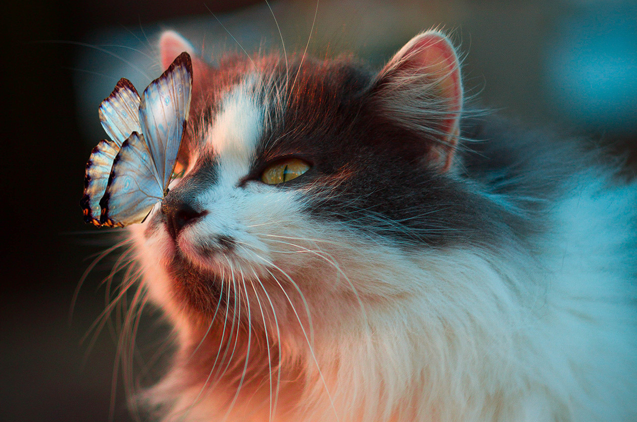 © Karina Vorozheeva