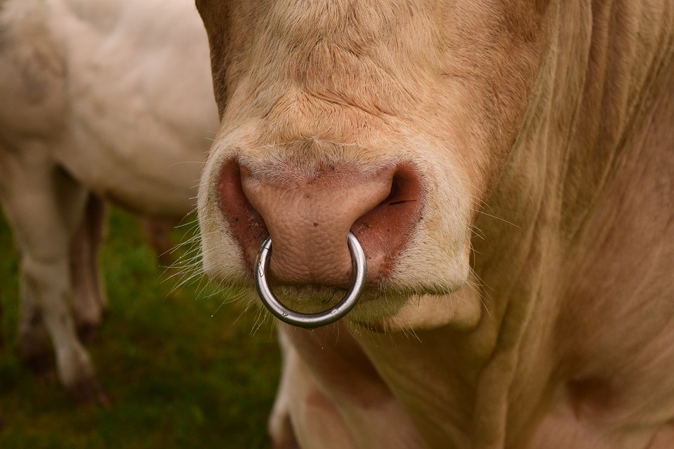 Cattle-Beef-Pasture-Bull-Snout-Cow-Nose-Ring-16529