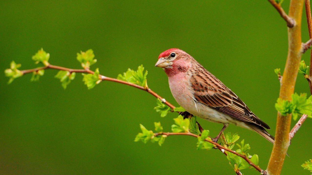Bird-on-the-branch-green-background_1920x1080.jpg