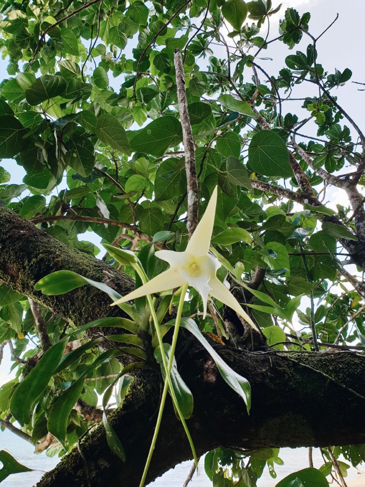 masoala-orquidea.jpg
